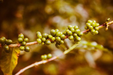 Yeşil kahve saç ekimi