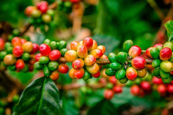Plantação de café colômbia Fotografia De Stock