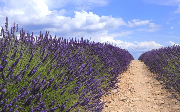 Campo de lavanda en Provenza —  Fotos de Stock