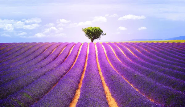 El árbol en la lavanda —  Fotos de Stock