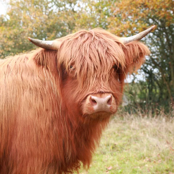 Highland cow i ängen — Stockfoto