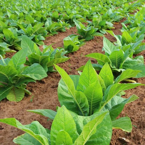 Plantację tytoniu, młode rośliny — Zdjęcie stockowe