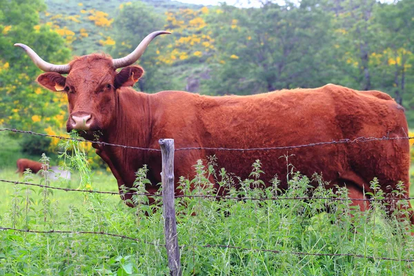 Salers cow in a field — Stock Photo, Image