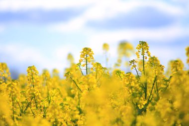 Sarı tecavüz, bahar kırsal sahne alanı