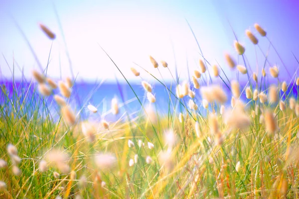 Bunny Tails Grass Lagurus Ovatus Growing Dunes — Stock Photo, Image