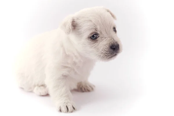 白い子犬 — ストック写真