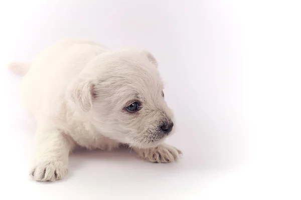 Beyaz üzerinde köpek yavrusu — Stok fotoğraf