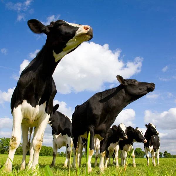 Holstein cows sniffing — Stock Photo, Image