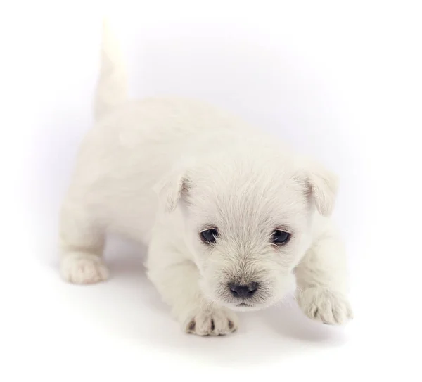 Piccolo cucciolo di bichon — Foto Stock