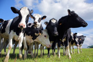 Sığır Holstein inekler
