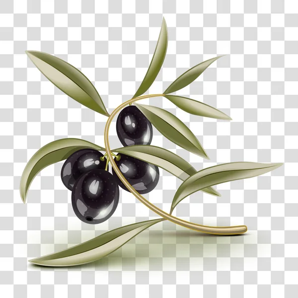 Transparent redigerbara svarta oliver gren — Stock vektor