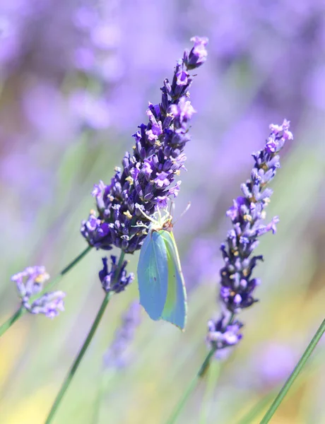 Lavender and butterfly — Stock Photo, Image