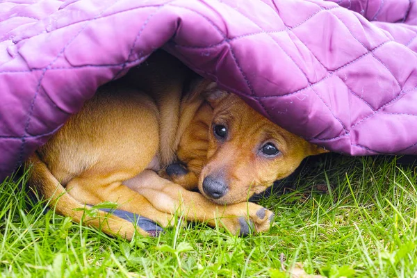 Sad pinscher puppy under purple blanket — Stock Photo, Image