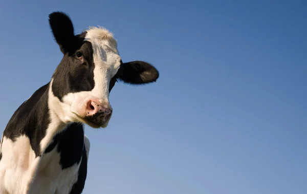 Holstein cow over blue sky — Stock Photo, Image