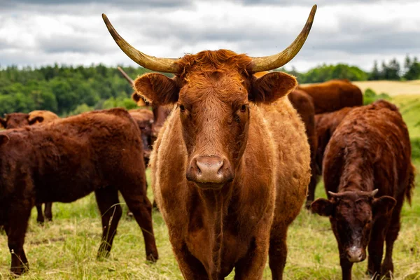 Salers cows in their pasture — Stock Photo, Image