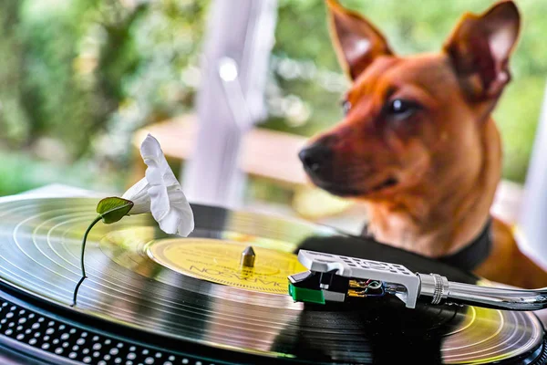Concept of a funny dog near a turntable with vinyl disc — 스톡 사진
