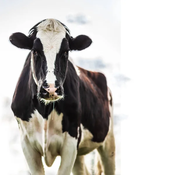 Holstein cow standing over white sky — Stock Photo, Image