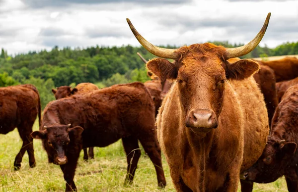 Salers krávy dobytek v přírodě — Stock fotografie