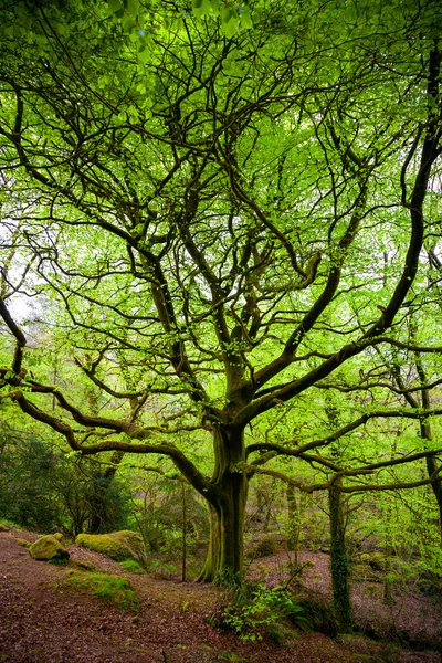 Big old tree wih moss — Stock Photo, Image