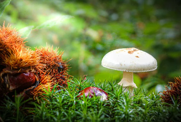 Witte paddenstoel in het bos — Stockfoto