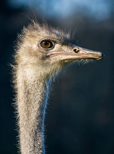 Oiseau autruche tête d'animal portrait — Photo