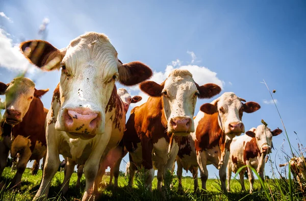 Herd van rode koeien in de wei — Stockfoto