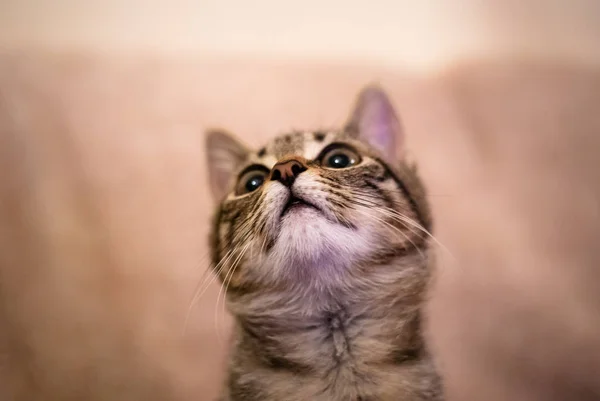 Een nieuwsgierige kat kijkt omhoog. — Stockfoto