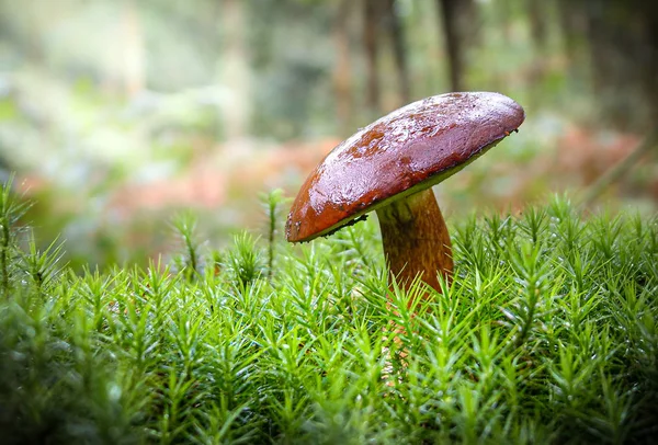 Cepe cogumelo na floresta — Fotografia de Stock