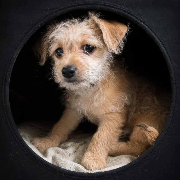 Puppy Dark Box Looking — 스톡 사진