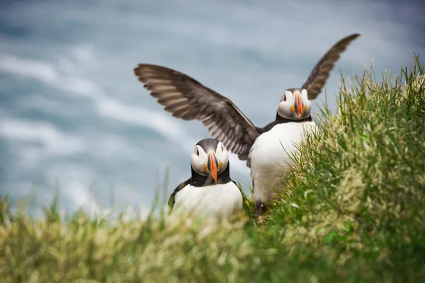 Två Atlantic lunnefåglar på ört — Stockfoto