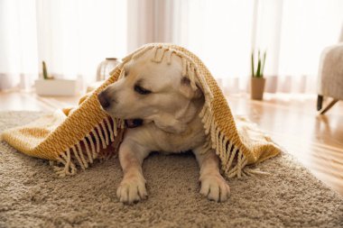 Halı döşeme ve battaniye ile örtülü köpek