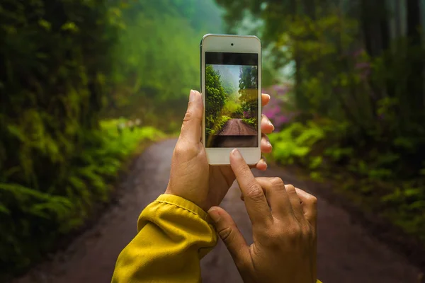 Woman Taking Photo Forest Smartphone — Stock Photo, Image