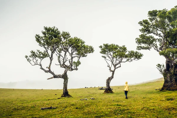 Reiziger Vrouw Voelt Kracht Van Natuur Een Oud Bos — Stockfoto