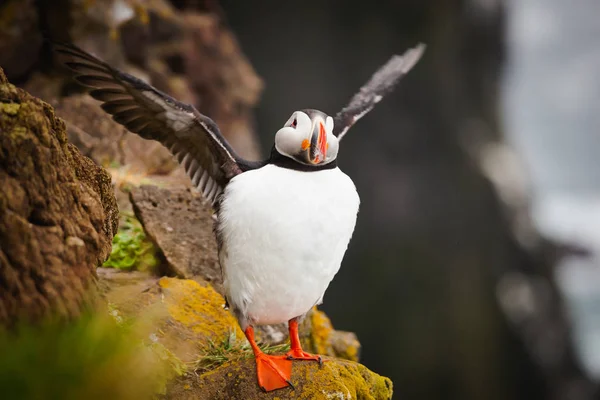 Piękny Puffin Rzadki Gatunek Ptaków Sfotografowany Islandii — Zdjęcie stockowe