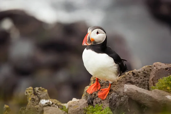 美丽的帕芬是在冰岛拍到的稀有鸟类物种 — 图库照片