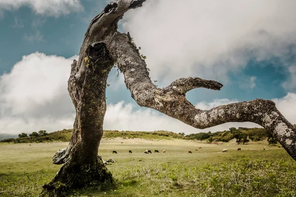 Schöne Landschaft Blick Auf Einen Stamm Eines Alten Baumes — Stockfoto