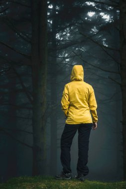 Ormana bakan bir gezgin