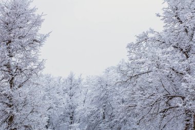 Donmuş kış ormanlarının tepesinde yumuşak ışıkla bulutlu bir havada