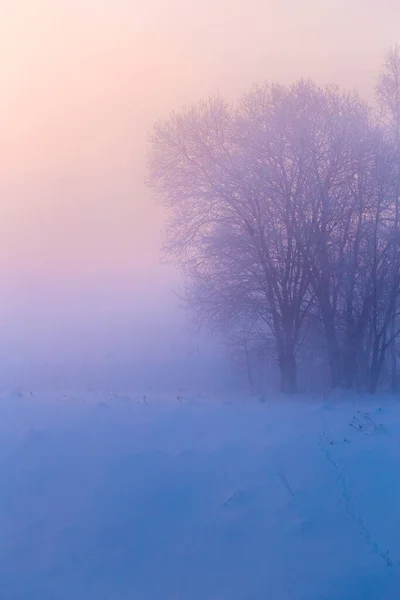 Verträumter Winternebel Hintergrund — Stockfoto