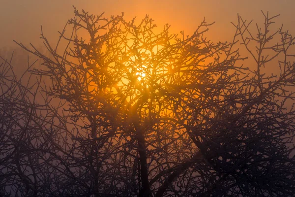 Sol atrás de árvore congelada inverno fundo — Fotografia de Stock