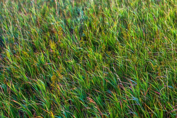 Змішана кольорова трава з горілими сонцем кінці сенаторського фону фокусу — стокове фото