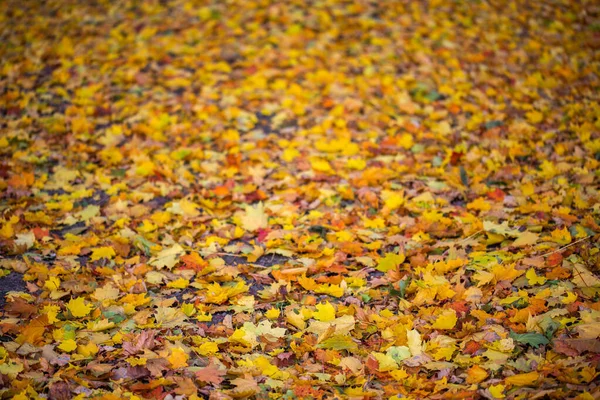 Осенние листья в облачное утро с выборочным фокусом — стоковое фото