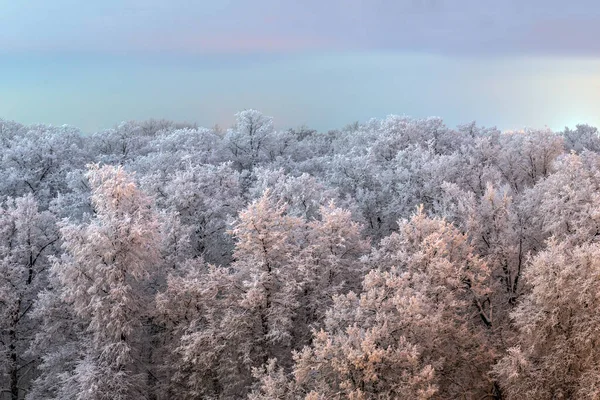 Spitze der gefrorenen Winterwaldlandschaft bei bewölktem Wetter mit sanftem Licht — Stockfoto
