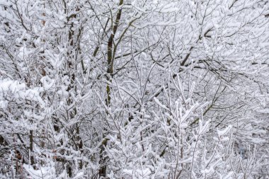 Seçici odaklı karlı dallar. Soyut kış arkaplanı.