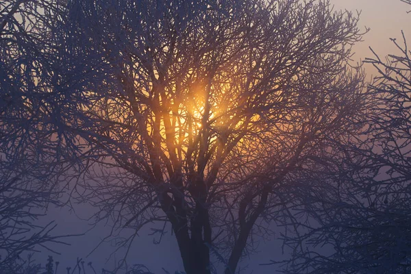 Słońce za zamarznięte drzewo zima tło — Zdjęcie stockowe