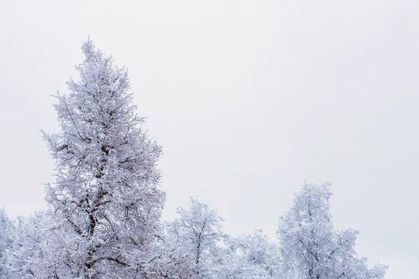 La cima di paesaggio di foresta invernale congelato a tempo nuvoloso con luce morbida — Foto Stock