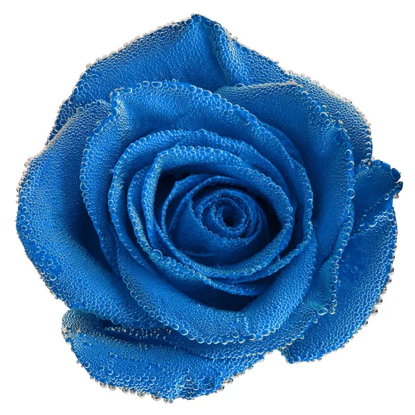 Uma rosa azul sob bolhas de ar close-up isolado no fundo branco — Fotografia de Stock