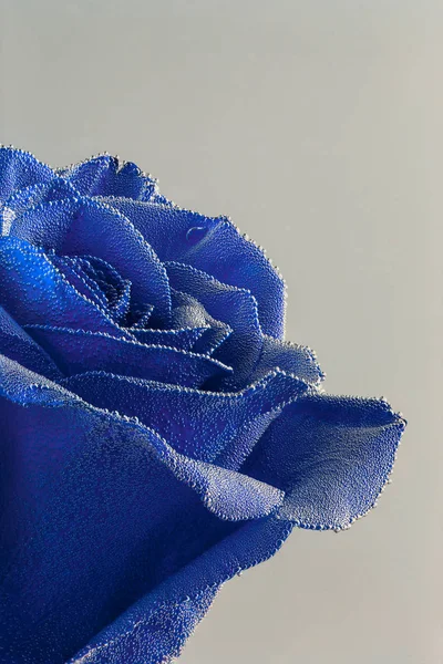 Blaue Rose unter Luftblasen Nahaufnahme auf grauem Hintergrund — Stockfoto