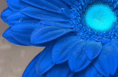 Kırmızı gerbera hava kabarcıkları altında.