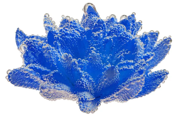 Fantomen blå krysantemum täckt av luftbubblor — Stockfoto